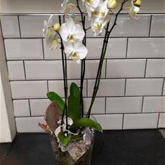 Phaleanopsis orchid in glass