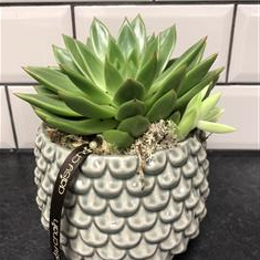 Succulent plant in ceramic pot 