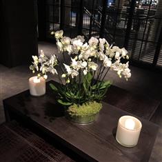 Luxury Orchid Planter