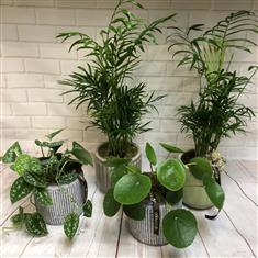 Assorted green houseplants in ceramic
