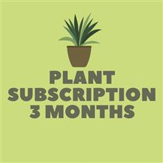 Plant subscription 3 months