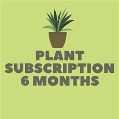 Plant subscription 6 months