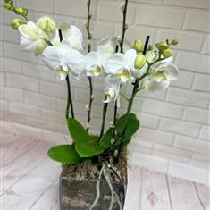 Orchid in glass cube 