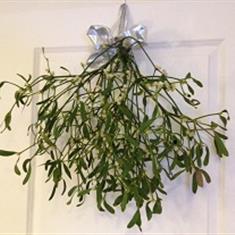 Mistletoe