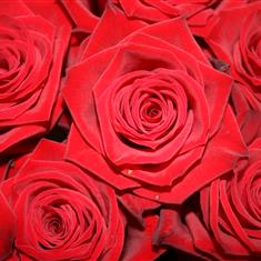 Half Dozen Roses 