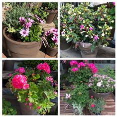 Patio Planter