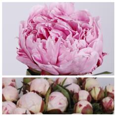 Precious Peonies