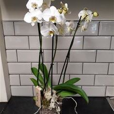 Phaleanopsis orchid in ceramic