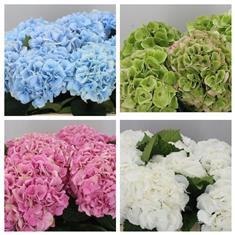 Simply Hydrangea