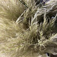 Eco Simplicity - pampas grass