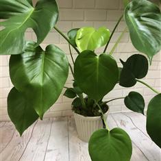Monstera plant 