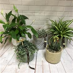 Assorted houseplant in ceramic 