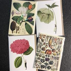 Botanical greeting card