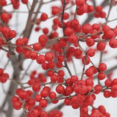 Simply Ilex Berries