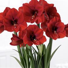 Simply Amaryllis 