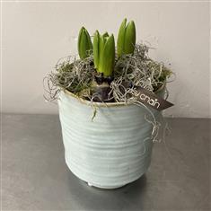 The Joy of Spring (hyacinths)