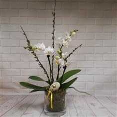 Easter Orchid