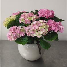 Hydrangea planter