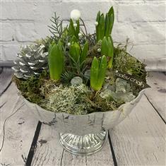 Shine bright - planted bulbs 