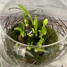 Botanical bowl of bulbs