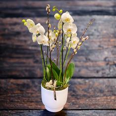 Wonderfully white large orchid planter 