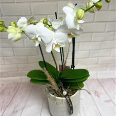 Orchid in footed ceramic 