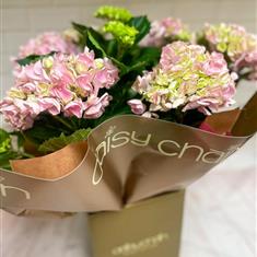 Hydrangea plant in gift box - pink