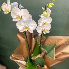 Orchid in gift box