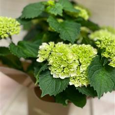 Hydrangea plant in gift box - white 