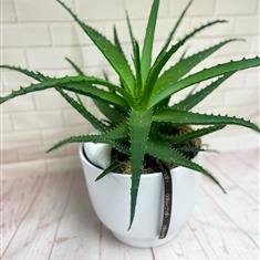 Aloe Arborens in ceramic