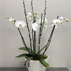 White orchid in oval planter
