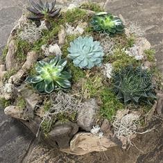 Succulents in driftwood 