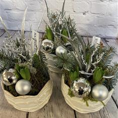 Planted bulbs - Frosty morning