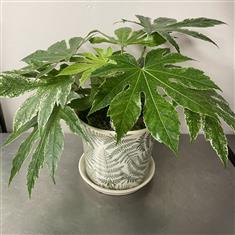 Fatsia in fern patterned ceramic 