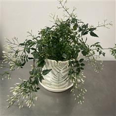Jasmine in fern patterned ceramic 
