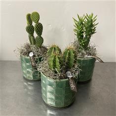Cactus in green ceramic 