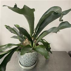 Stag fern in ceramic 