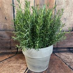 Rosemary planter XL