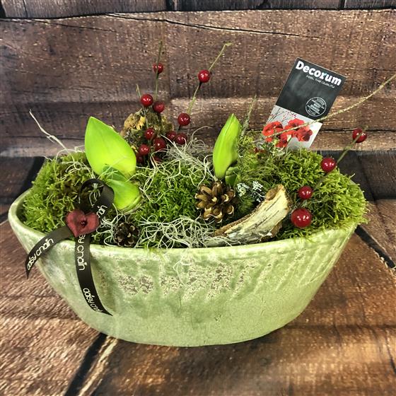 Feeling Festive (amaryllis)